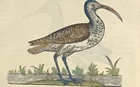 An illustration from L'histoire de la natvre des oyseavx : avec levrs descriptions, & naïfs portraicts retirez du natvrel, escrite en sept livres (1555)