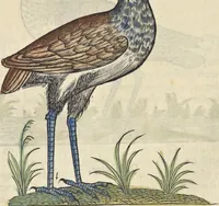 An illustration from L'histoire de la natvre des oyseavx : avec levrs descriptions, & naïfs portraicts retirez du natvrel, escrite en sept livres (1555)