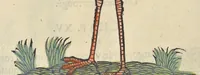An illustration from L'histoire de la natvre des oyseavx : avec levrs descriptions, & naïfs portraicts retirez du natvrel, escrite en sept livres (1555)