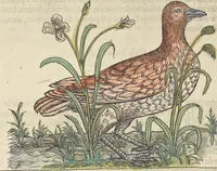 An illustration from L'histoire de la natvre des oyseavx : avec levrs descriptions, & naïfs portraicts retirez du natvrel, escrite en sept livres (1555)