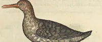 An illustration from L'histoire de la natvre des oyseavx : avec levrs descriptions, & naïfs portraicts retirez du natvrel, escrite en sept livres (1555)