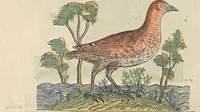 An illustration from L'histoire de la natvre des oyseavx : avec levrs descriptions, & naïfs portraicts retirez du natvrel, escrite en sept livres (1555)