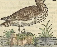 An illustration from L'histoire de la natvre des oyseavx : avec levrs descriptions, & naïfs portraicts retirez du natvrel, escrite en sept livres (1555)