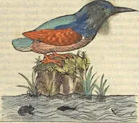 An illustration from L'histoire de la natvre des oyseavx : avec levrs descriptions, & naïfs portraicts retirez du natvrel, escrite en sept livres (1555)