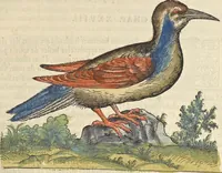 An illustration from L'histoire de la natvre des oyseavx : avec levrs descriptions, & naïfs portraicts retirez du natvrel, escrite en sept livres (1555)