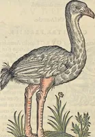 An illustration from L'histoire de la natvre des oyseavx : avec levrs descriptions, & naïfs portraicts retirez du natvrel, escrite en sept livres (1555)