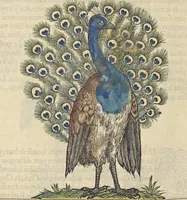 An illustration from L'histoire de la natvre des oyseavx : avec levrs descriptions, & naïfs portraicts retirez du natvrel, escrite en sept livres (1555)