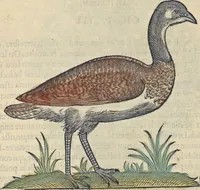 An illustration from L'histoire de la natvre des oyseavx : avec levrs descriptions, & naïfs portraicts retirez du natvrel, escrite en sept livres (1555)