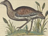 An illustration from L'histoire de la natvre des oyseavx : avec levrs descriptions, & naïfs portraicts retirez du natvrel, escrite en sept livres (1555)