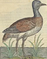 An illustration from L'histoire de la natvre des oyseavx : avec levrs descriptions, & naïfs portraicts retirez du natvrel, escrite en sept livres (1555)
