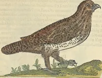 An illustration from L'histoire de la natvre des oyseavx : avec levrs descriptions, & naïfs portraicts retirez du natvrel, escrite en sept livres (1555)