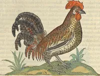 Picture 170 of 291 from L'histoire de la natvre des oyseavx : avec levrs descriptions, & naïfs portraicts retirez du natvrel, escrite en sept livres (1555), leaf 274