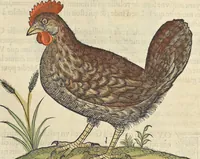 An illustration from L'histoire de la natvre des oyseavx : avec levrs descriptions, & naïfs portraicts retirez du natvrel, escrite en sept livres (1555)