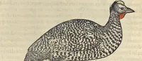 An illustration from L'histoire de la natvre des oyseavx : avec levrs descriptions, & naïfs portraicts retirez du natvrel, escrite en sept livres (1555)
