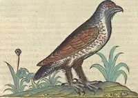 An illustration from L'histoire de la natvre des oyseavx : avec levrs descriptions, & naïfs portraicts retirez du natvrel, escrite en sept livres (1555)
