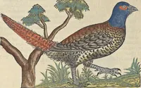 An illustration from L'histoire de la natvre des oyseavx : avec levrs descriptions, & naïfs portraicts retirez du natvrel, escrite en sept livres (1555)