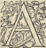 An illustration from L'histoire de la natvre des oyseavx : avec levrs descriptions, & naïfs portraicts retirez du natvrel, escrite en sept livres (1555)