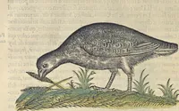 An illustration from L'histoire de la natvre des oyseavx : avec levrs descriptions, & naïfs portraicts retirez du natvrel, escrite en sept livres (1555)