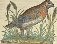 An illustration from L'histoire de la natvre des oyseavx : avec levrs descriptions, & naïfs portraicts retirez du natvrel, escrite en sept livres (1555)