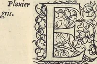 Picture 189 of 291 from L'histoire de la natvre des oyseavx : avec levrs descriptions, & naïfs portraicts retirez du natvrel, escrite en sept livres (1555), leaf 293