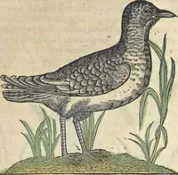 An illustration from L'histoire de la natvre des oyseavx : avec levrs descriptions, & naïfs portraicts retirez du natvrel, escrite en sept livres (1555)