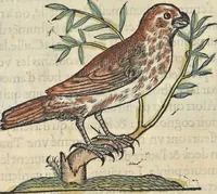 An illustration from L'histoire de la natvre des oyseavx : avec levrs descriptions, & naïfs portraicts retirez du natvrel, escrite en sept livres (1555)