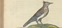 An illustration from L'histoire de la natvre des oyseavx : avec levrs descriptions, & naïfs portraicts retirez du natvrel, escrite en sept livres (1555)