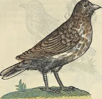 An illustration from L'histoire de la natvre des oyseavx : avec levrs descriptions, & naïfs portraicts retirez du natvrel, escrite en sept livres (1555)