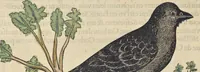 An illustration from L'histoire de la natvre des oyseavx : avec levrs descriptions, & naïfs portraicts retirez du natvrel, escrite en sept livres (1555)