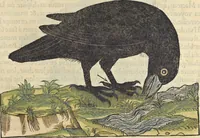 An illustration from L'histoire de la natvre des oyseavx : avec levrs descriptions, & naïfs portraicts retirez du natvrel, escrite en sept livres (1555)