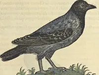 An illustration from L'histoire de la natvre des oyseavx : avec levrs descriptions, & naïfs portraicts retirez du natvrel, escrite en sept livres (1555)