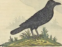 An illustration from L'histoire de la natvre des oyseavx : avec levrs descriptions, & naïfs portraicts retirez du natvrel, escrite en sept livres (1555)