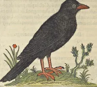 An illustration from L'histoire de la natvre des oyseavx : avec levrs descriptions, & naïfs portraicts retirez du natvrel, escrite en sept livres (1555)