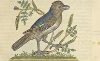 An illustration from L'histoire de la natvre des oyseavx : avec levrs descriptions, & naïfs portraicts retirez du natvrel, escrite en sept livres (1555)