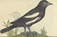 An illustration from L'histoire de la natvre des oyseavx : avec levrs descriptions, & naïfs portraicts retirez du natvrel, escrite en sept livres (1555)