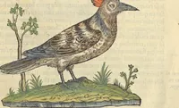 An illustration from L'histoire de la natvre des oyseavx : avec levrs descriptions, & naïfs portraicts retirez du natvrel, escrite en sept livres (1555)
