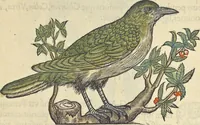 An illustration from L'histoire de la natvre des oyseavx : avec levrs descriptions, & naïfs portraicts retirez du natvrel, escrite en sept livres (1555)