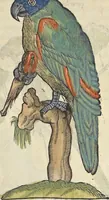 An illustration from L'histoire de la natvre des oyseavx : avec levrs descriptions, & naïfs portraicts retirez du natvrel, escrite en sept livres (1555)