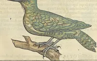 An illustration from L'histoire de la natvre des oyseavx : avec levrs descriptions, & naïfs portraicts retirez du natvrel, escrite en sept livres (1555)
