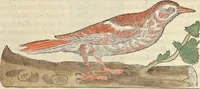 An illustration from L'histoire de la natvre des oyseavx : avec levrs descriptions, & naïfs portraicts retirez du natvrel, escrite en sept livres (1555)