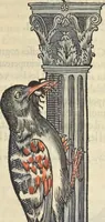 Picture 225 of 291 from L'histoire de la natvre des oyseavx : avec levrs descriptions, & naïfs portraicts retirez du natvrel, escrite en sept livres (1555), leaf 334