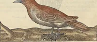 An illustration from L'histoire de la natvre des oyseavx : avec levrs descriptions, & naïfs portraicts retirez du natvrel, escrite en sept livres (1555)