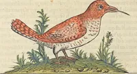 An illustration from L'histoire de la natvre des oyseavx : avec levrs descriptions, & naïfs portraicts retirez du natvrel, escrite en sept livres (1555)