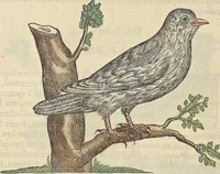 An illustration from L'histoire de la natvre des oyseavx : avec levrs descriptions, & naïfs portraicts retirez du natvrel, escrite en sept livres (1555)