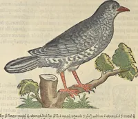An illustration from L'histoire de la natvre des oyseavx : avec levrs descriptions, & naïfs portraicts retirez du natvrel, escrite en sept livres (1555)