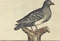 An illustration from L'histoire de la natvre des oyseavx : avec levrs descriptions, & naïfs portraicts retirez du natvrel, escrite en sept livres (1555)