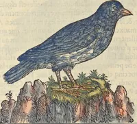 An illustration from L'histoire de la natvre des oyseavx : avec levrs descriptions, & naïfs portraicts retirez du natvrel, escrite en sept livres (1555)