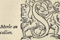 Picture 238 of 291 from L'histoire de la natvre des oyseavx : avec levrs descriptions, & naïfs portraicts retirez du natvrel, escrite en sept livres (1555), leaf 349