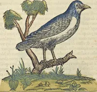 An illustration from L'histoire de la natvre des oyseavx : avec levrs descriptions, & naïfs portraicts retirez du natvrel, escrite en sept livres (1555)