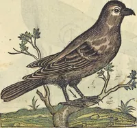 An illustration from L'histoire de la natvre des oyseavx : avec levrs descriptions, & naïfs portraicts retirez du natvrel, escrite en sept livres (1555)
